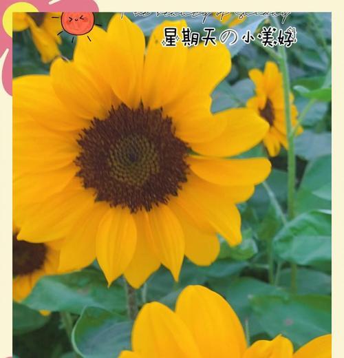 花语阳光快乐是什么意思？如何用花表达快乐？