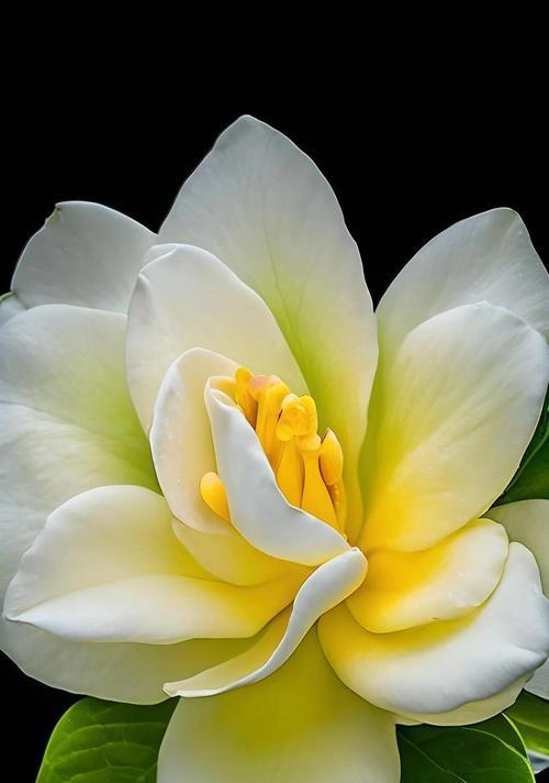哪些白色花寓意吉祥？白色花卉的象征意义是什么？