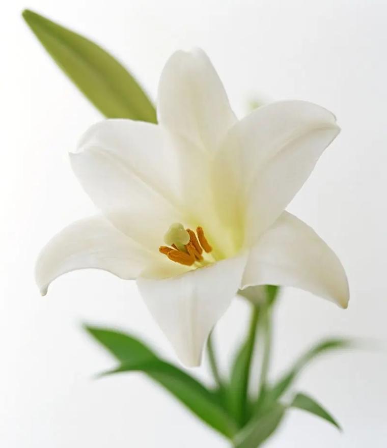 哪些白色花寓意吉祥？白色花卉的象征意义是什么？