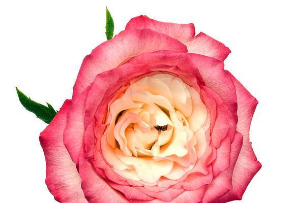 白粉色玫瑰花代表什么？白粉色玫瑰花的寓意是什么？