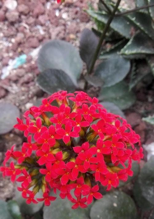 哪种花在中国象征长寿？长寿花有哪些文化含义？