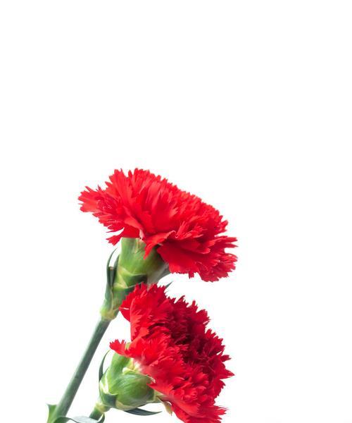 红色系的花朵通常代表什么含义？