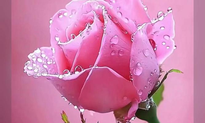 粉色爱心花代表了什么？它的花语含义是什么？