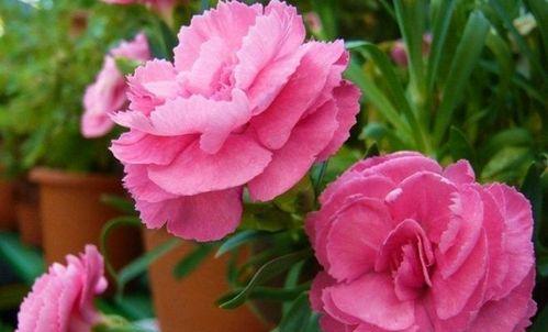 粉色爱心花代表了什么？它的花语含义是什么？