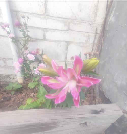 双生花的传说及其象征意义是什么？