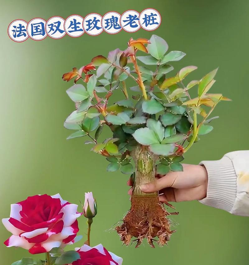 双生花的传说及其象征意义是什么？