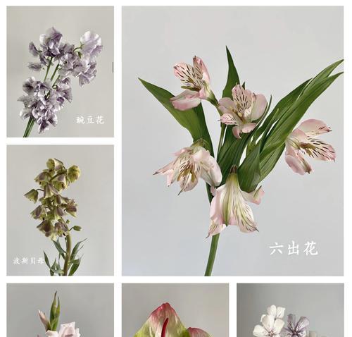红白双色花的花语及寓意是什么？如何挑选具有特殊意义的花卉？