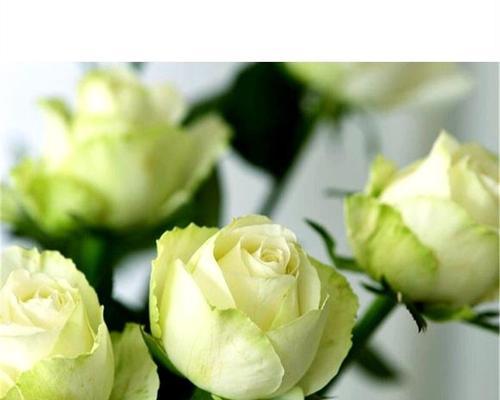 绿色玫瑰花代表什么？送绿色玫瑰花有何特别意义？