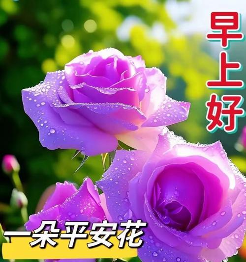 办公室平安健康寓意的花有哪些？它们的花语是什么？