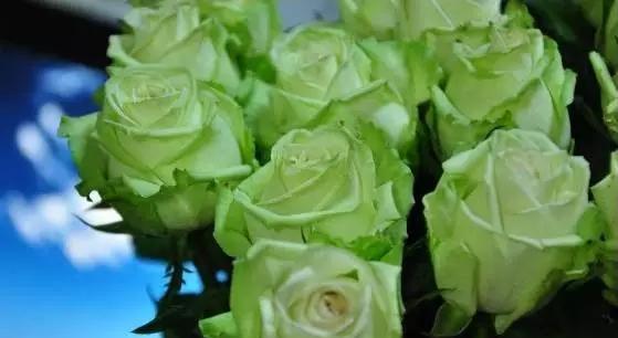 建党节花语是什么？建党节相关的花卉象征有哪些？