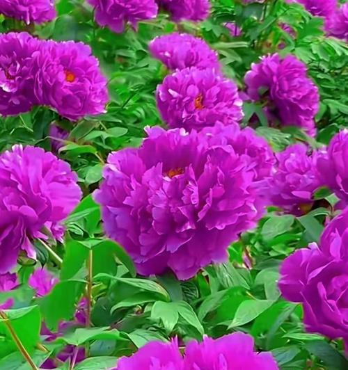 茄紫色牡丹花代表什么意义？