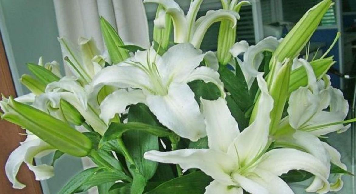 6种颜色百合花的寓意和象征是什么？它们各自代表什么？