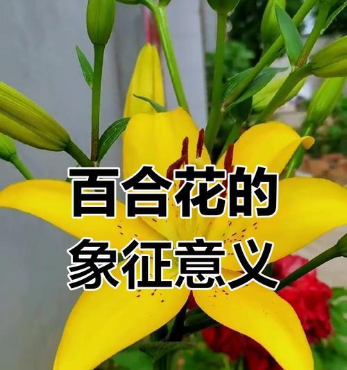 6种颜色百合花的寓意和象征是什么？它们各自代表什么？
