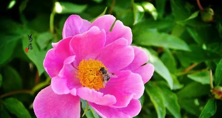 松树象征哪个季节的花？它的花语有何含义？