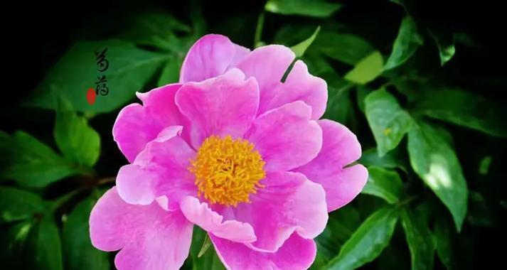 松树象征哪个季节的花？它的花语有何含义？