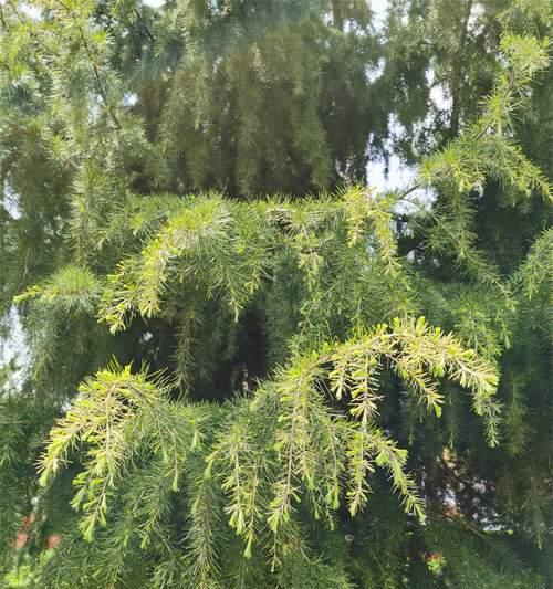 松树象征哪个季节的花？它的花语有何含义？