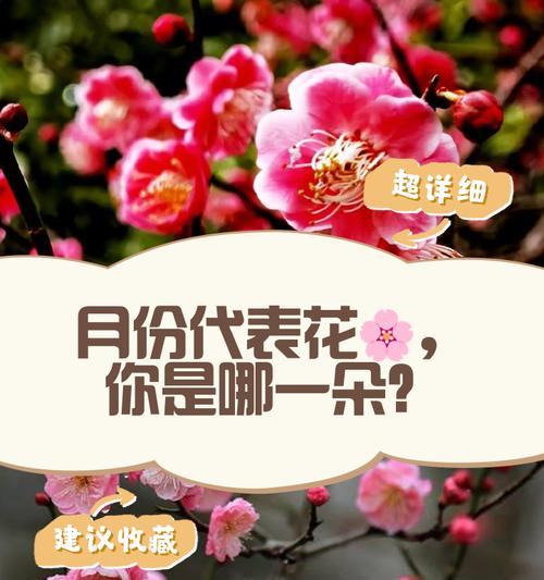 哪个月份的花代表爱情？它们的含义是什么？