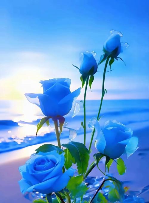 哪个月份的花代表爱情？它们的含义是什么？