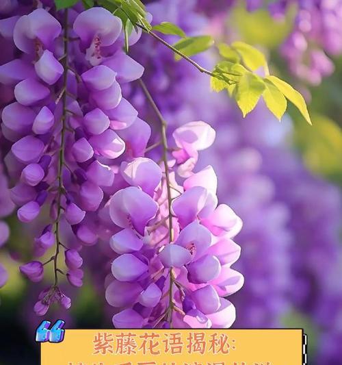 紫藤花如何象征青春的爱情？它的寓意是什么？