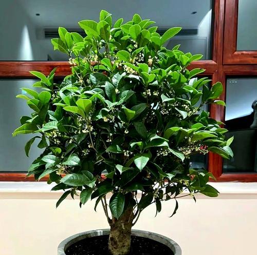 哪些花和植物寓意平安？