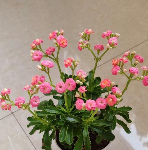哪些花和植物寓意平安？