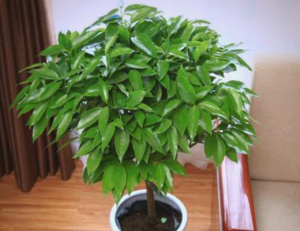 哪些花和植物寓意平安？