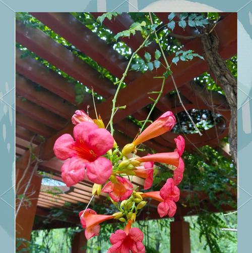 哪种花象征着爱情中的勇敢？它的花语是什么？