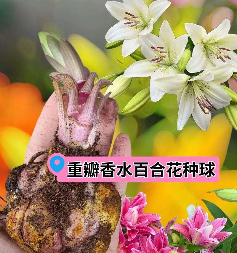 白色的花戴头上代表什么含义？