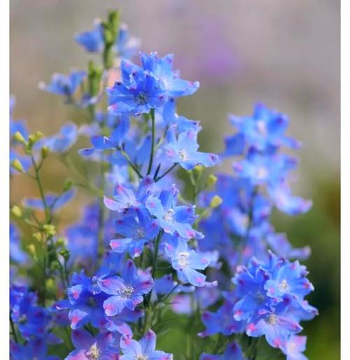 玫蓝色花语是什么？玫蓝色花卉代表什么？
