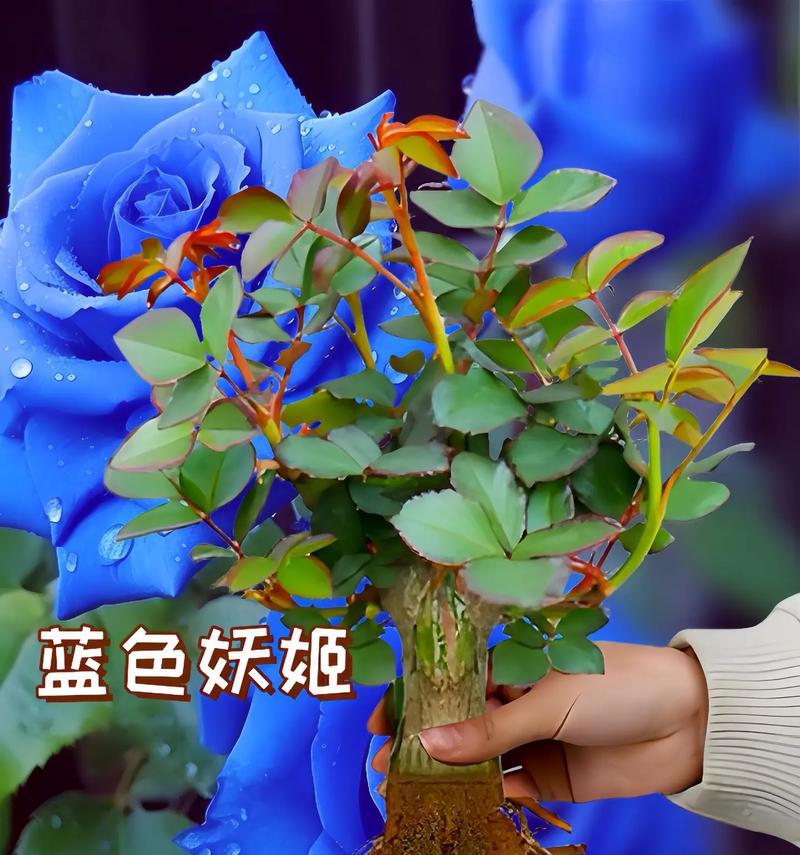 玫蓝色花语是什么？玫蓝色花卉代表什么？