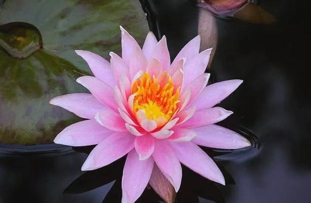 神话故事中哪些花象征着幸福？