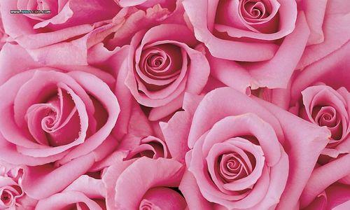 粉色rose花语是什么？寓意有何特别之处？