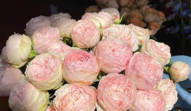 粉色rose花语是什么？寓意有何特别之处？