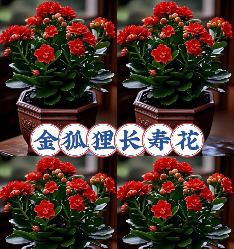 长寿花有哪些寓意和作用？