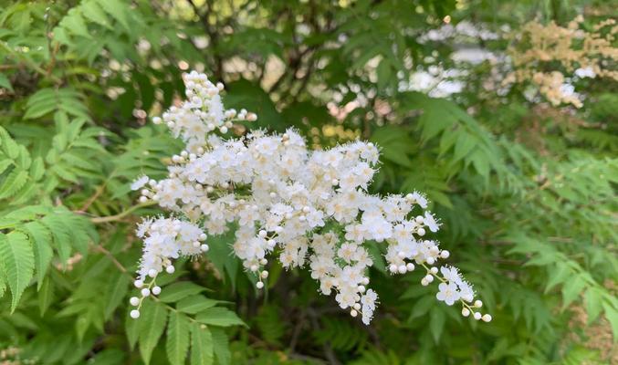 三朵白色花在花语中代表什么？白色花的寓意有哪些？
