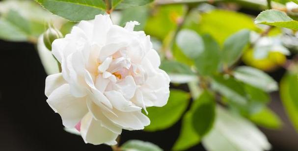 三朵白色花在花语中代表什么？白色花的寓意有哪些？