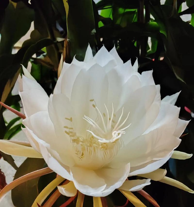 中秋节送什么花最有寓意？花的寓意是什么？