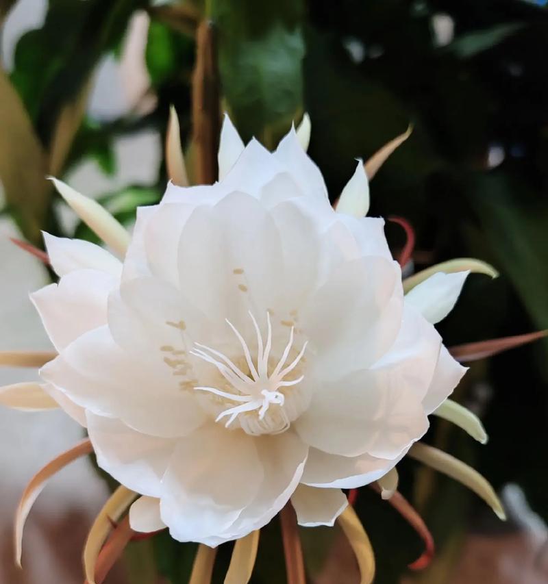 中秋节送什么花最有寓意？花的寓意是什么？
