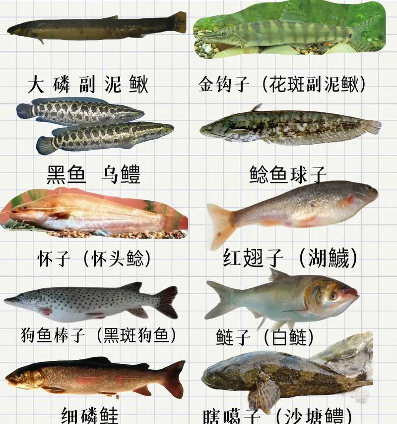 三花五罗在传统文化中的含义是什么？如何理解三花五罗？