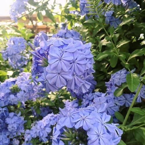 天蓝色的花代表什么意义？
