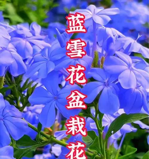 蓝色花象征友情吗？蓝色花的友情寓意是什么？