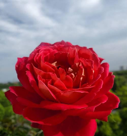 红色月季花的花语是什么？红色月季的寓意有哪些？