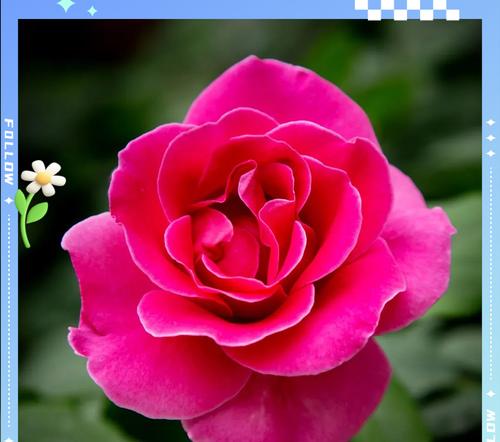 红色月季花的花语是什么？红色月季的寓意有哪些？