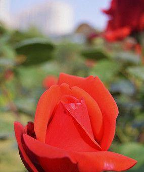 红色月季花的花语是什么？红色月季的寓意有哪些？