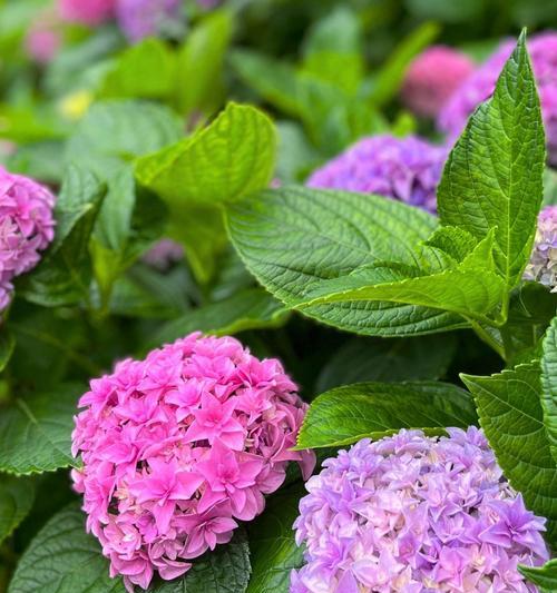 幸福象征的绣球花代表什么？绣球花的幸福寓意是什么？