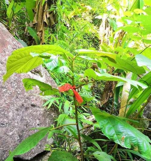 瀑布白绿色手捧花有何寓意？它适合什么场合？