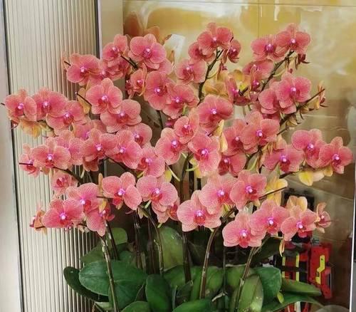 哪些花象征着吉祥和幸福？