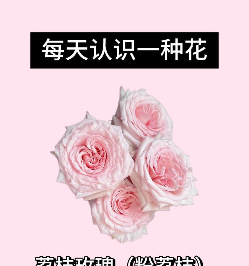 荔枝花语是什么？它如何表达浪漫？