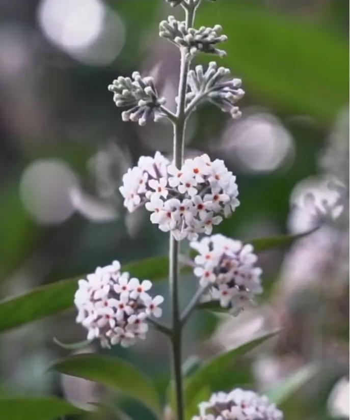 米花节的寓意和象征是什么？