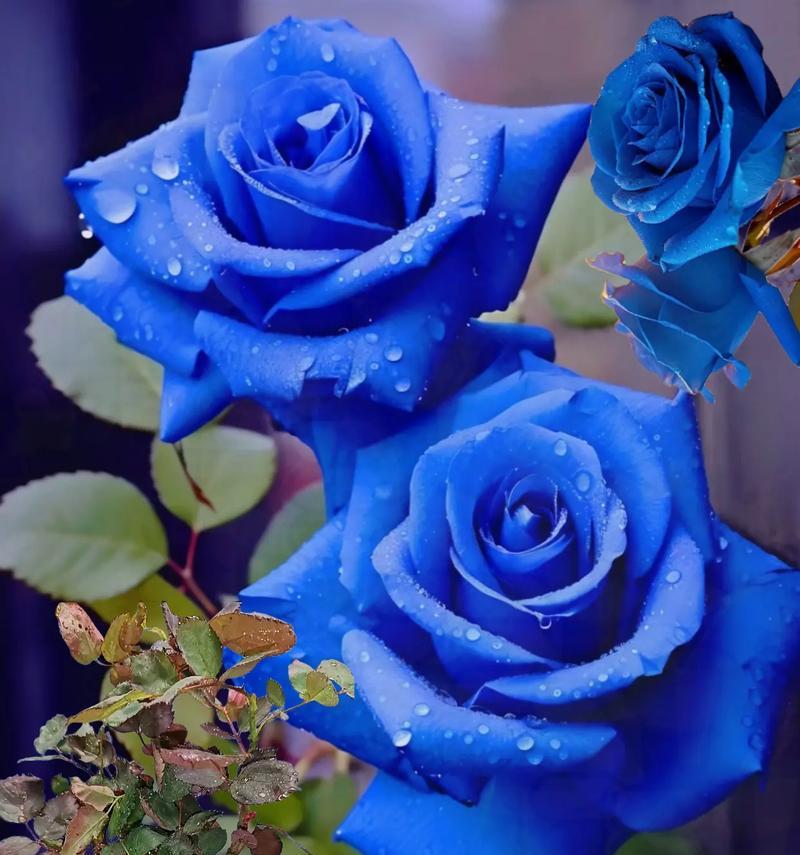 花语玫瑰蓝色代表什么？蓝色玫瑰花的寓意有哪些？